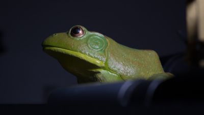 1x Konica-55mm-macro