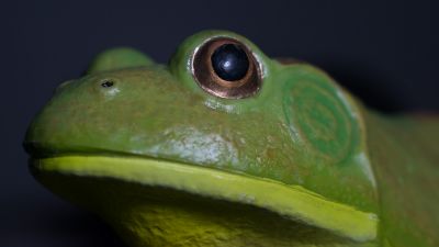 2x Konica-55mm-macro